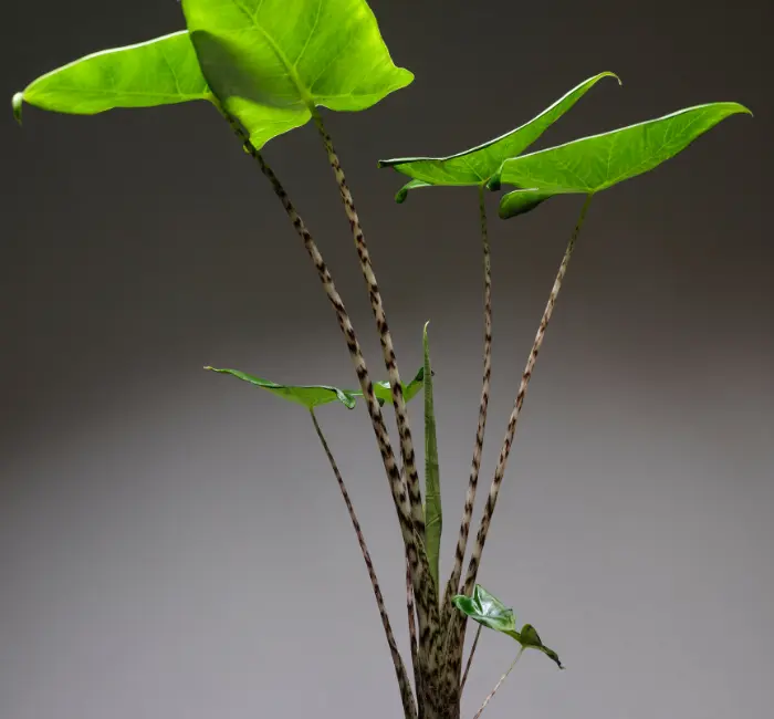 Alocasia zebrina